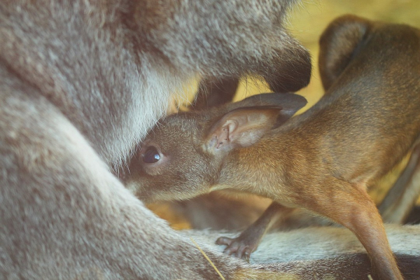 Сотрудница Ленинградского зоопарка стала «приемной мамой» для кенгуру и крылана