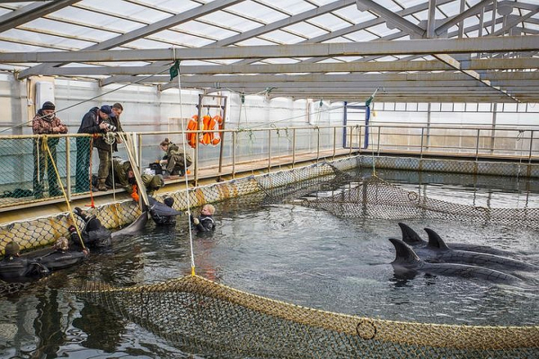 Жан-Мишель Кусто в пятницу посетит «китовую тюрьму» в Приморье